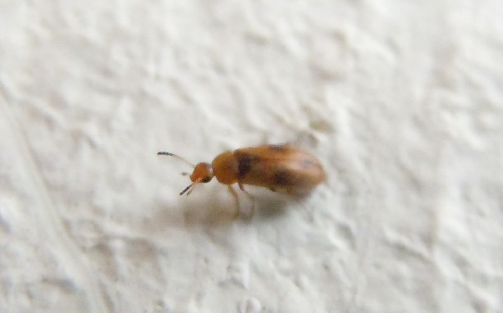 Anaspis maculata - (Scraptiidae)